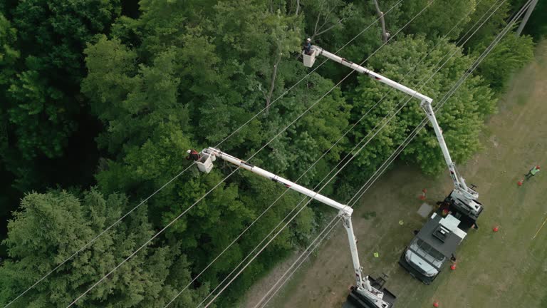 Professional Tree Care Services in Woodlawn Beach, FL